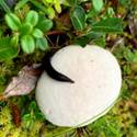 White puffball mushroom being eaten by a black slug
